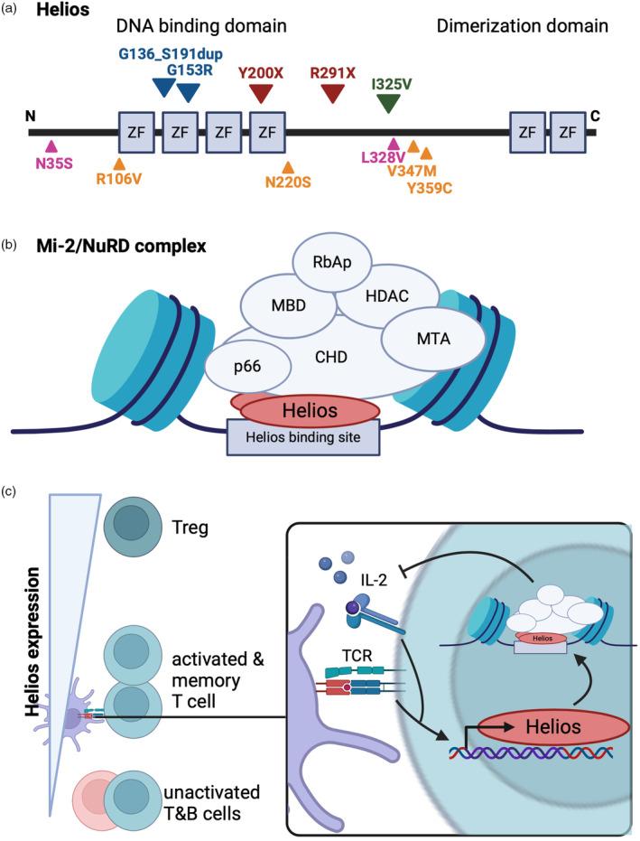 https://cdn.ncbi.nlm.nih.gov/pmc/blobs/6217/11652420/c29c6838547c/IMM-174-17-g003.jpg