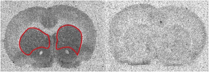 https://cdn.ncbi.nlm.nih.gov/pmc/blobs/6219/5775507/8192eaeb6212/fphar-08-00978-g002.jpg