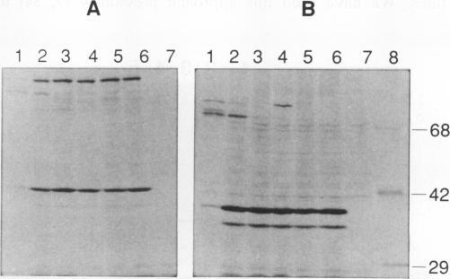 https://cdn.ncbi.nlm.nih.gov/pmc/blobs/621a/289010/2315b96ee147/jvirol00166-0369-b.jpg