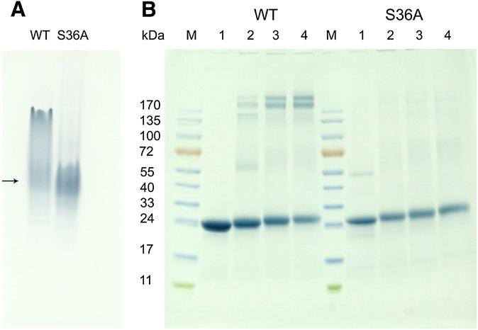 https://cdn.ncbi.nlm.nih.gov/pmc/blobs/621b/2999918/7cc92cce07bd/35fig7.jpg