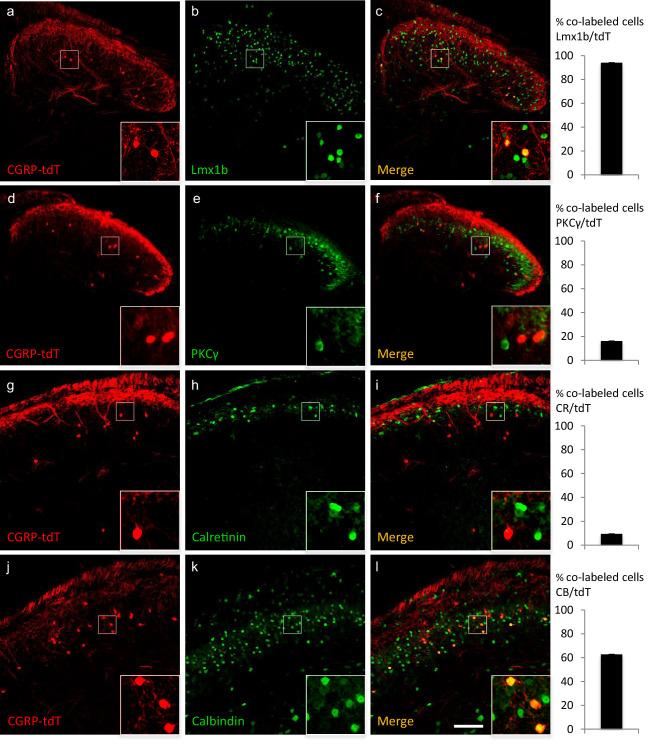 https://cdn.ncbi.nlm.nih.gov/pmc/blobs/621c/8245130/4eb98fd11874/elife-59751-fig2.jpg