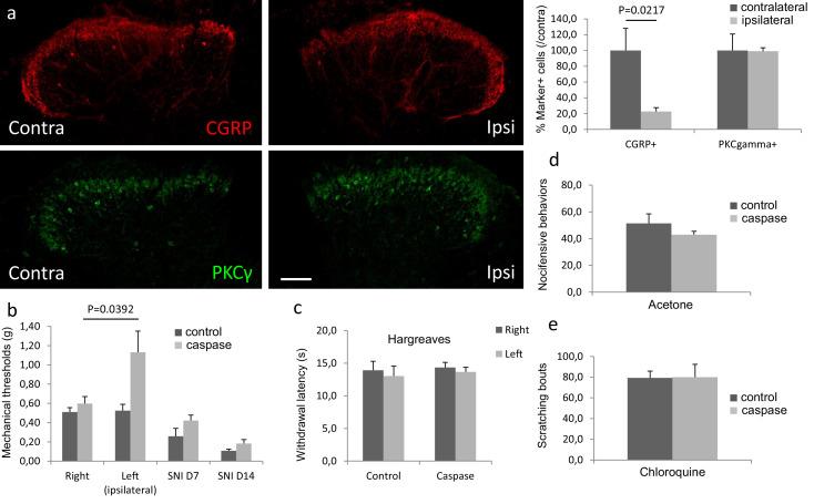 https://cdn.ncbi.nlm.nih.gov/pmc/blobs/621c/8245130/a082dbc9ef78/elife-59751-fig10.jpg