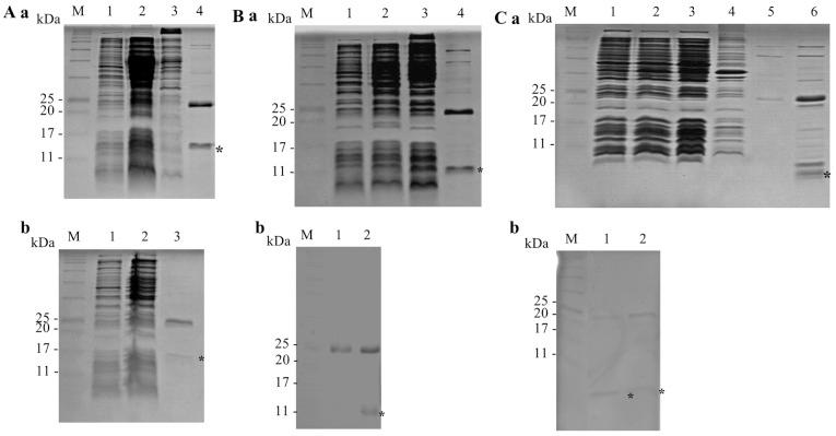 https://cdn.ncbi.nlm.nih.gov/pmc/blobs/621f/4501640/b702d6b39464/IJMM-36-02-0369-g02.jpg
