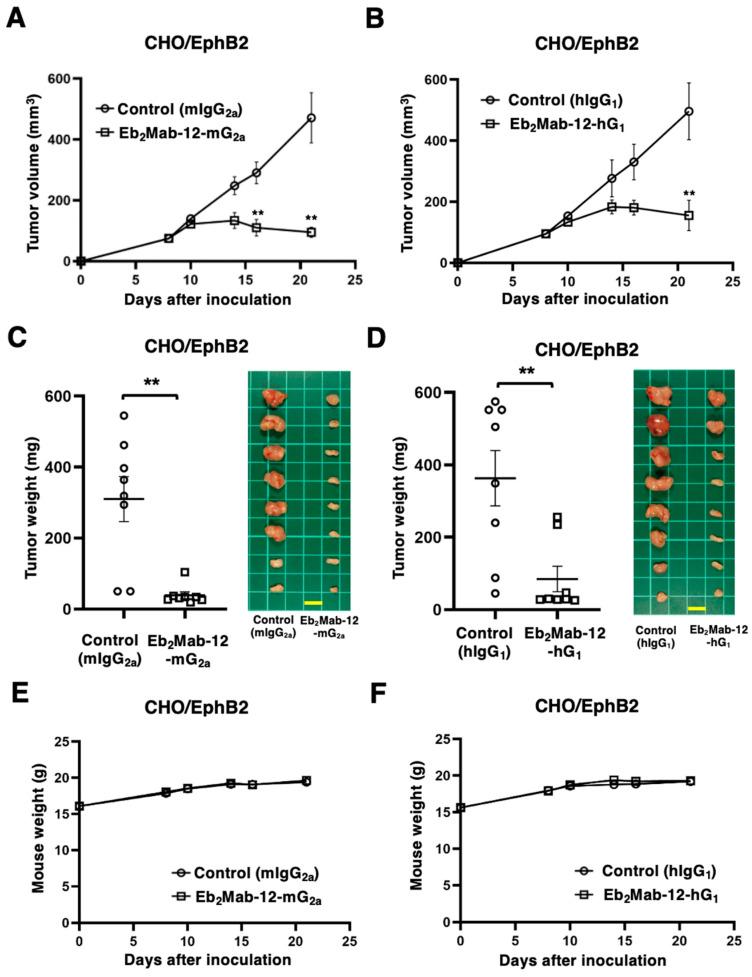 https://cdn.ncbi.nlm.nih.gov/pmc/blobs/6220/12428355/b40d459c4a85/ijms-26-08302-g004.jpg
