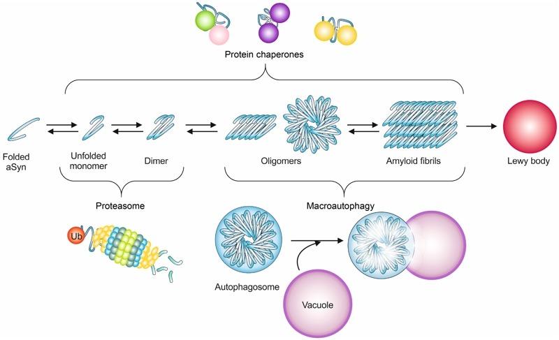 https://cdn.ncbi.nlm.nih.gov/pmc/blobs/6220/5349099/07cce44fef6e/mic-02-262-g02.jpg