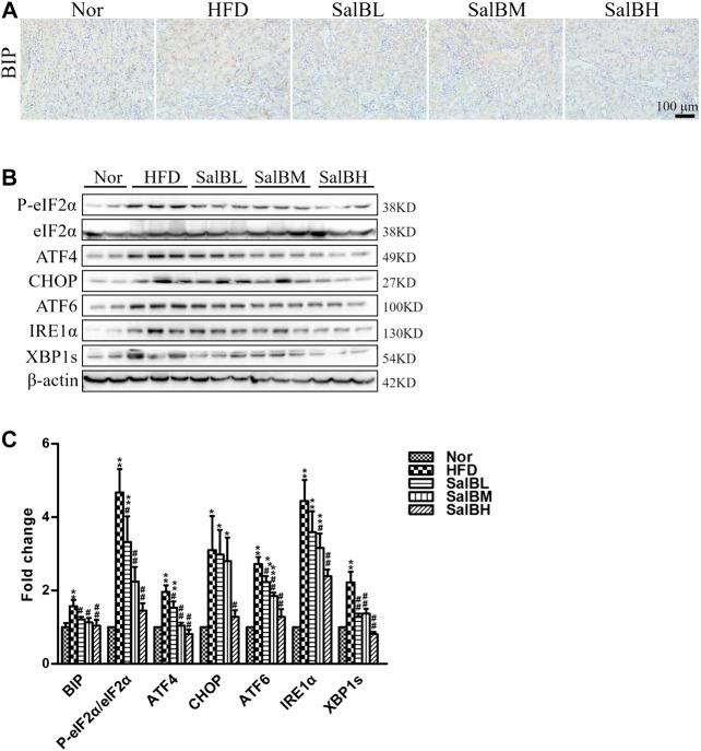 https://cdn.ncbi.nlm.nih.gov/pmc/blobs/6220/7770132/3e4ab73b35b8/fphar-11-574229-g003.jpg