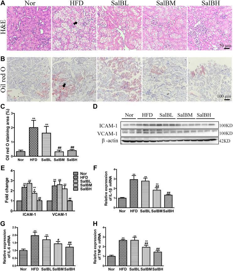 https://cdn.ncbi.nlm.nih.gov/pmc/blobs/6220/7770132/5e95d19d0896/fphar-11-574229-g001.jpg
