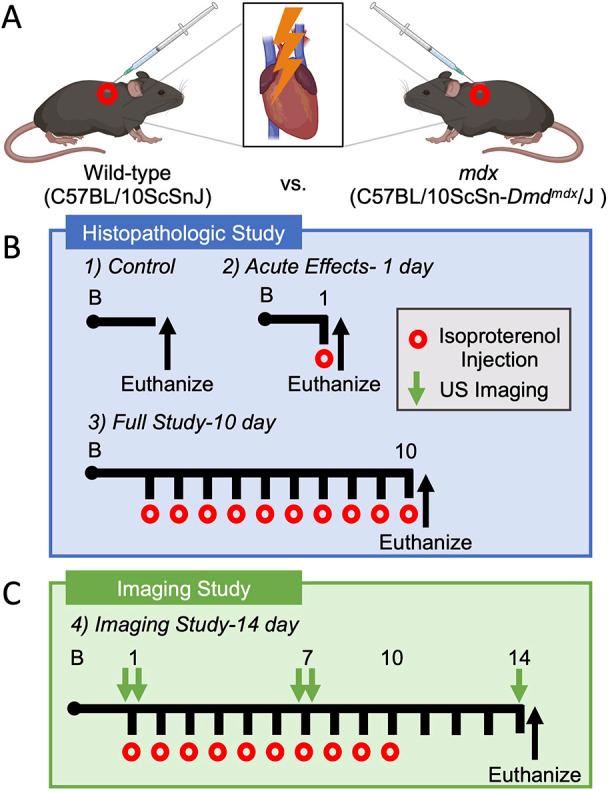 https://cdn.ncbi.nlm.nih.gov/pmc/blobs/6227/11488649/4a8948471840/dmm-17-050852-g1.jpg