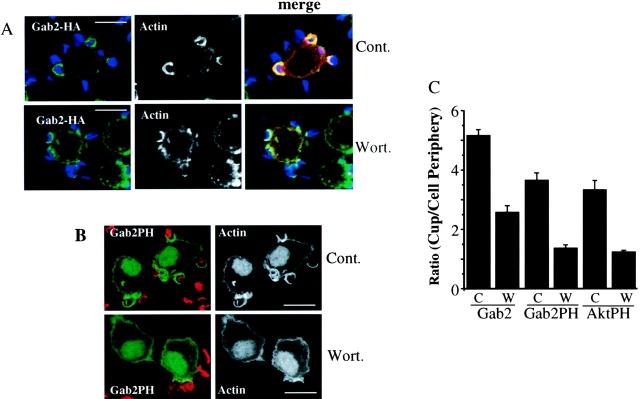 https://cdn.ncbi.nlm.nih.gov/pmc/blobs/6229/2172986/08eec446ab4b/200212158f4ac.jpg