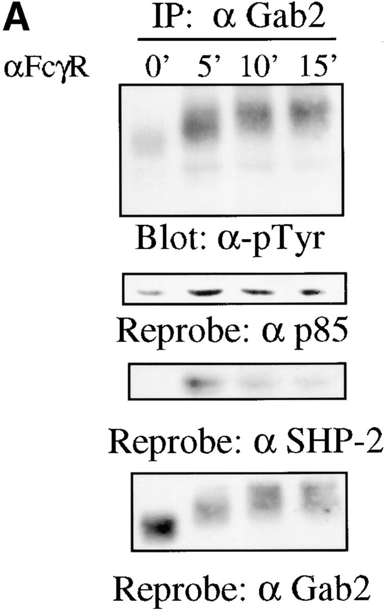https://cdn.ncbi.nlm.nih.gov/pmc/blobs/6229/2172986/66e66127a636/200212158f1a.jpg