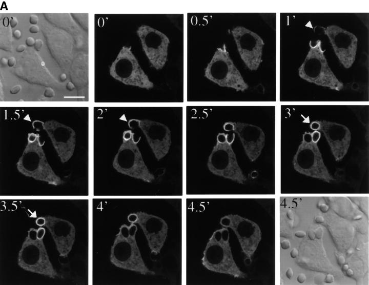 https://cdn.ncbi.nlm.nih.gov/pmc/blobs/6229/2172986/b4426d521e14/200212158f3a.jpg