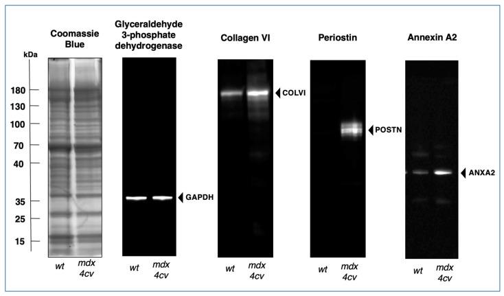 https://cdn.ncbi.nlm.nih.gov/pmc/blobs/622b/10377647/2b7f5fb66171/biomolecules-13-01108-g008.jpg