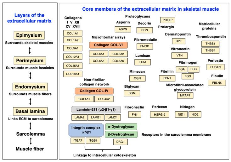 https://cdn.ncbi.nlm.nih.gov/pmc/blobs/622b/10377647/5c7f350d28f4/biomolecules-13-01108-g004.jpg