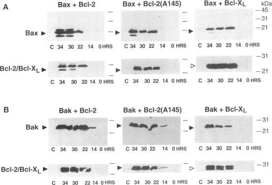 https://cdn.ncbi.nlm.nih.gov/pmc/blobs/622c/276083/1deade4aa785/mbc00002-0144-a.jpg