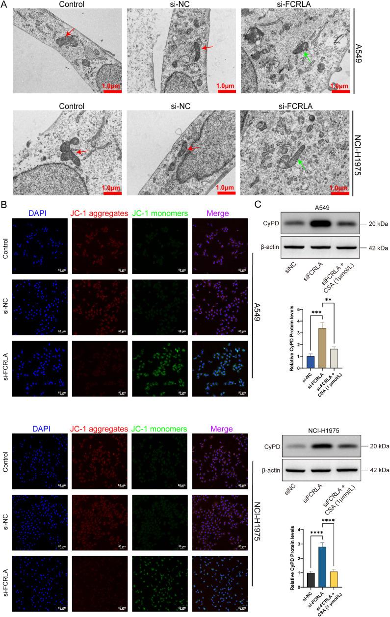 https://cdn.ncbi.nlm.nih.gov/pmc/blobs/622d/12380818/cd1ab94404a0/fimmu-16-1596179-g011.jpg
