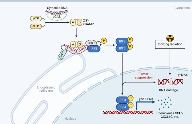 https://cdn.ncbi.nlm.nih.gov/pmc/blobs/622e/11302107/9397e3a55d42/40164_2024_546_Fig8_HTML.jpg