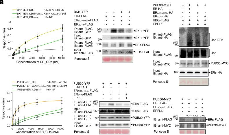https://cdn.ncbi.nlm.nih.gov/pmc/blobs/622f/11789017/a9abe473deb0/pnas.2420196122fig03.jpg
