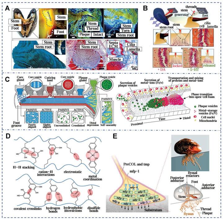 https://cdn.ncbi.nlm.nih.gov/pmc/blobs/6233/12374547/bd068cdc66ed/thnov15p8068g006.jpg