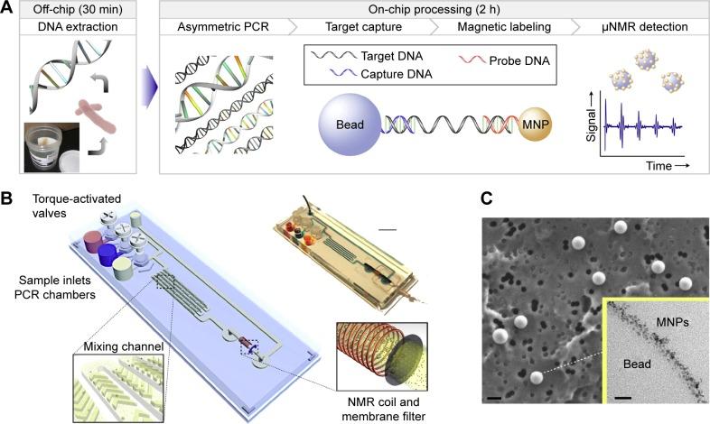 https://cdn.ncbi.nlm.nih.gov/pmc/blobs/6234/5503494/b434214cfdcb/ijn-12-4789Fig3.jpg