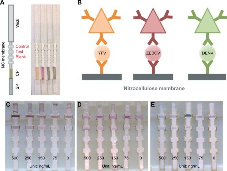 https://cdn.ncbi.nlm.nih.gov/pmc/blobs/6234/5503494/eda6953d3d85/ijn-12-4789Fig5.jpg