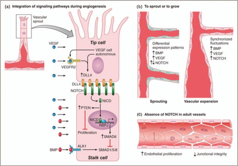 https://cdn.ncbi.nlm.nih.gov/pmc/blobs/6234/5902133/5644ada2f8d4/cohem-25-212-g001.jpg