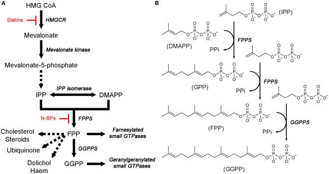 https://cdn.ncbi.nlm.nih.gov/pmc/blobs/623a/7815940/6cce54c60633/fchem-08-612728-g0001.jpg