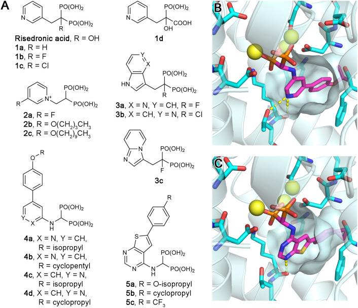 https://cdn.ncbi.nlm.nih.gov/pmc/blobs/623a/7815940/7ab9619ff15b/fchem-08-612728-g0005.jpg