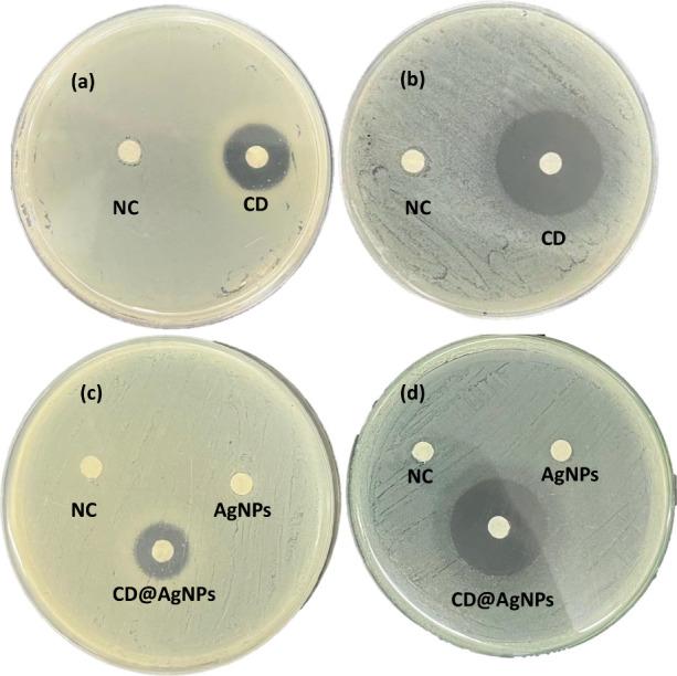 https://cdn.ncbi.nlm.nih.gov/pmc/blobs/623b/11947819/bdd0bc562d58/ao5c00142_0003.jpg