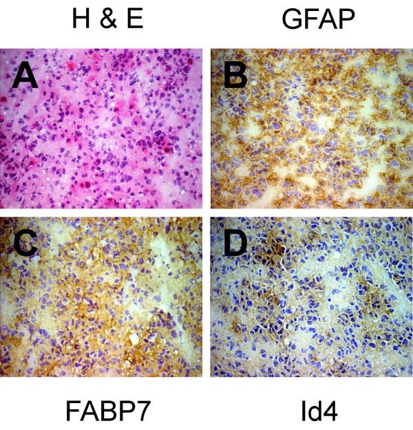 https://cdn.ncbi.nlm.nih.gov/pmc/blobs/623e/1182359/253e5861b43e/1472-6890-5-6-4.jpg