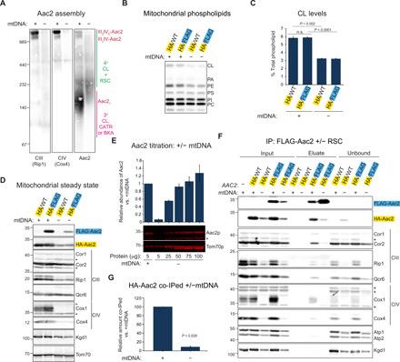 https://cdn.ncbi.nlm.nih.gov/pmc/blobs/6243/7455186/b52a211e35e2/abb0780-F5.jpg