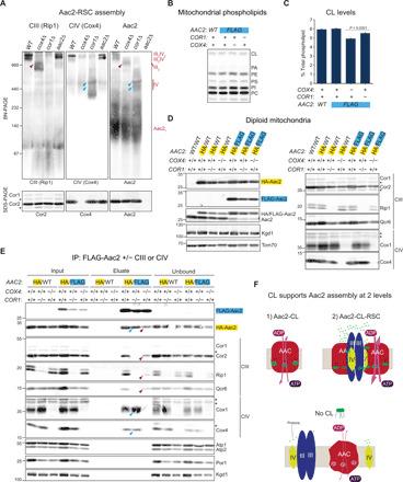 https://cdn.ncbi.nlm.nih.gov/pmc/blobs/6243/7455186/e767bff69e3e/abb0780-F6.jpg