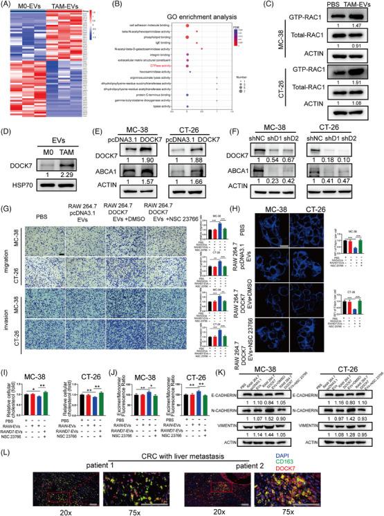 https://cdn.ncbi.nlm.nih.gov/pmc/blobs/6246/10883245/64315b61c749/CTM2-14-e1591-g005.jpg