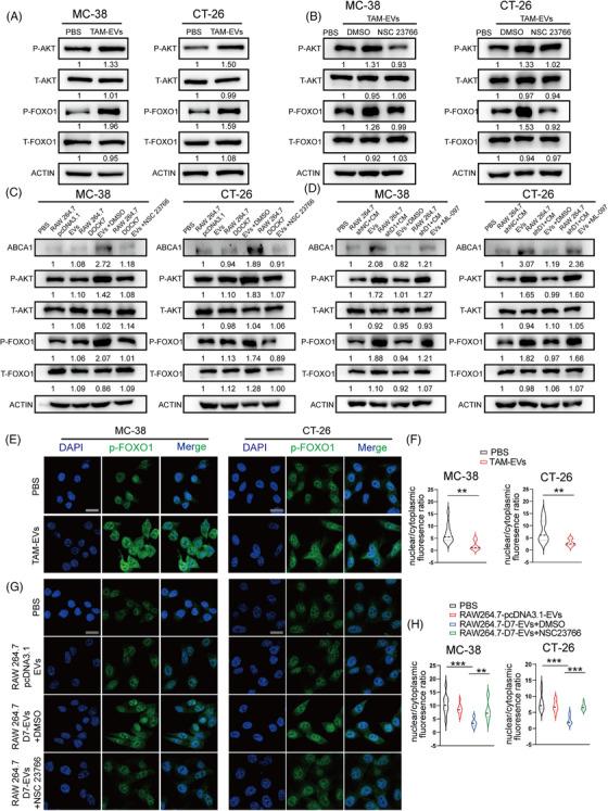 https://cdn.ncbi.nlm.nih.gov/pmc/blobs/6246/10883245/ad75bb1f5ff9/CTM2-14-e1591-g002.jpg
