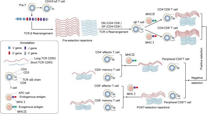 https://cdn.ncbi.nlm.nih.gov/pmc/blobs/6249/6399399/d1eba9bfff03/fimmu-10-00299-g0007.jpg