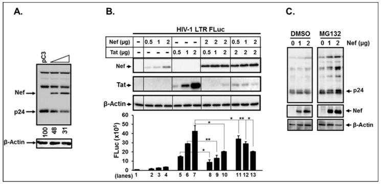 https://cdn.ncbi.nlm.nih.gov/pmc/blobs/624a/6950590/a365f9168d62/viruses-11-01098-g008.jpg