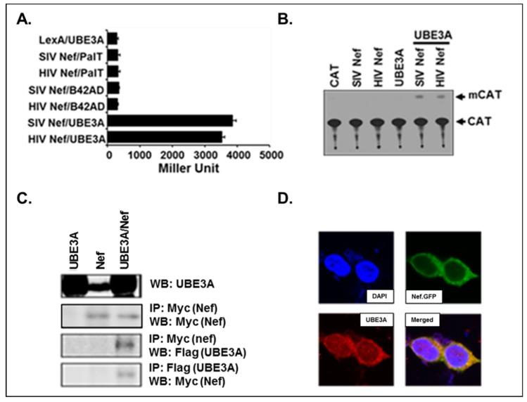 https://cdn.ncbi.nlm.nih.gov/pmc/blobs/624a/6950590/b0007f162a02/viruses-11-01098-g001.jpg