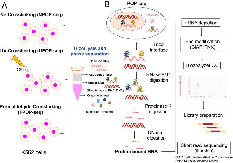 https://cdn.ncbi.nlm.nih.gov/pmc/blobs/624b/7806670/3973aaf519de/41598_2020_80846_Fig1_HTML.jpg