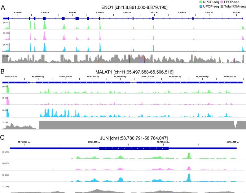 https://cdn.ncbi.nlm.nih.gov/pmc/blobs/624b/7806670/6a2ef5dabc30/41598_2020_80846_Fig5_HTML.jpg