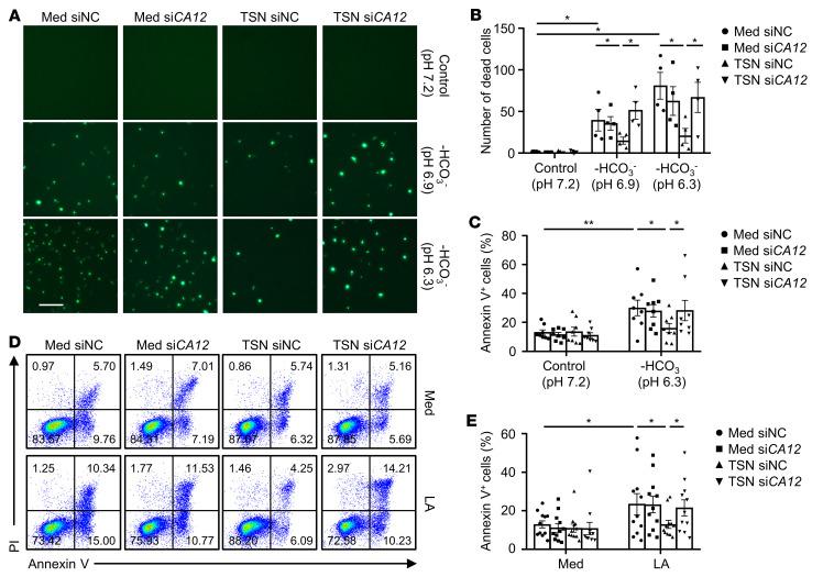https://cdn.ncbi.nlm.nih.gov/pmc/blobs/624c/8970669/7cdf4d6e0d4d/jci-132-153110-g124.jpg