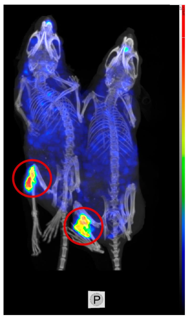 https://cdn.ncbi.nlm.nih.gov/pmc/blobs/624f/10486833/5e2bc4d5b082/cancers-15-04239-g003.jpg