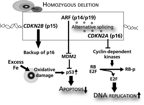 https://cdn.ncbi.nlm.nih.gov/pmc/blobs/6250/3022063/71f43a9872bc/jcbn11-001FRf02.jpg