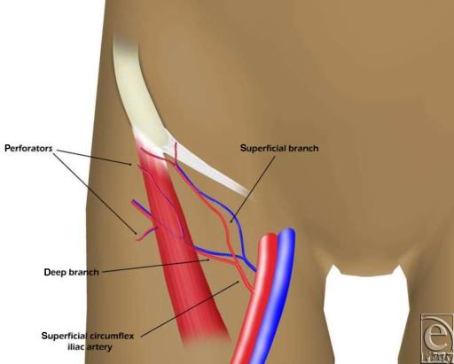 https://cdn.ncbi.nlm.nih.gov/pmc/blobs/6257/2808053/747ae6367542/eplasty10e11_fig1.jpg