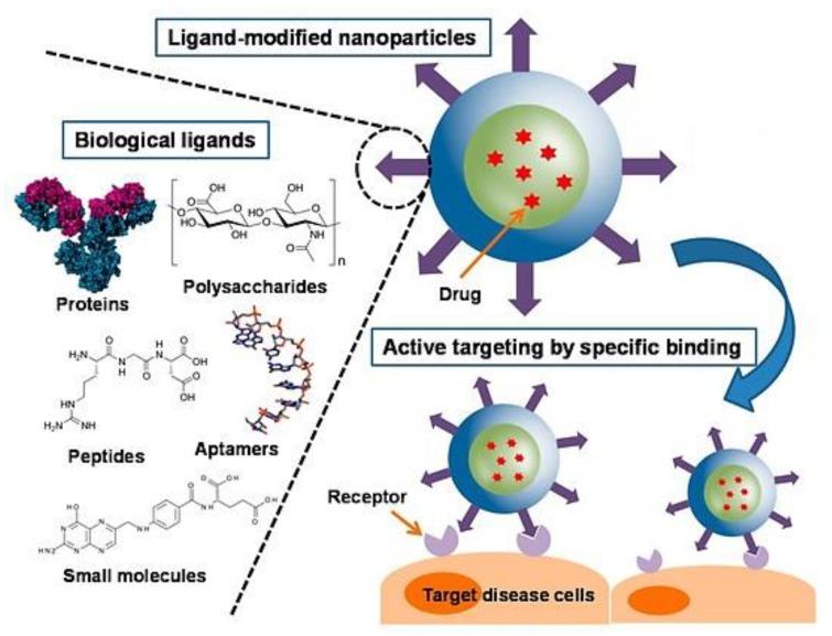 https://cdn.ncbi.nlm.nih.gov/pmc/blobs/6258/7073194/7e957591ef69/cancers-12-00522-g005.jpg
