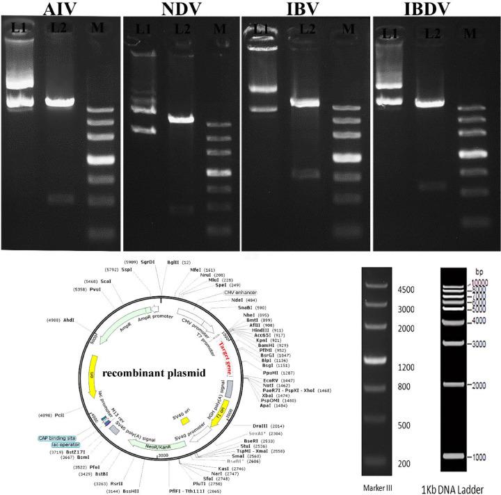 https://cdn.ncbi.nlm.nih.gov/pmc/blobs/625e/10404739/00f796c0e962/gr1.jpg