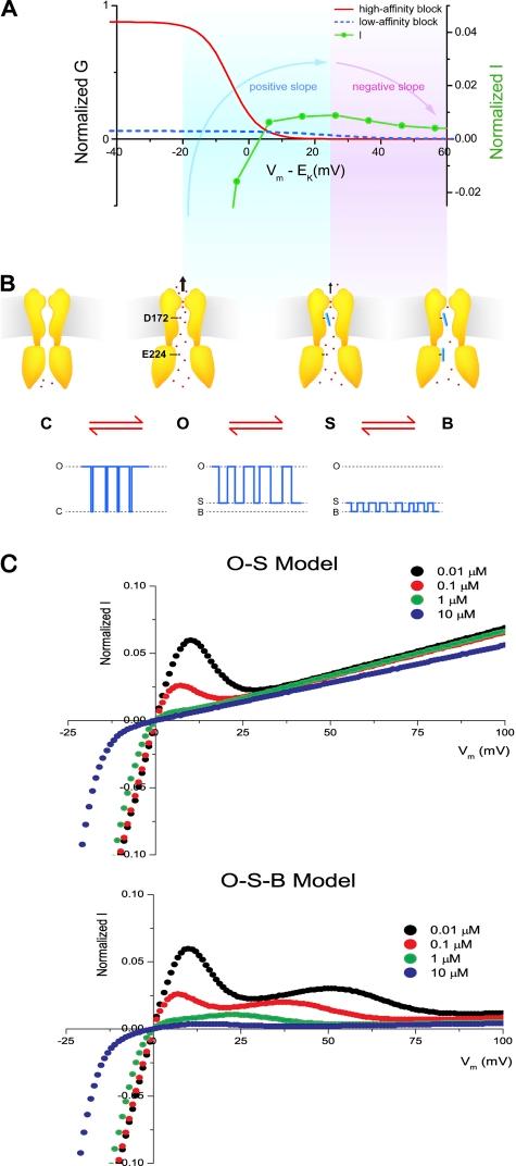 https://cdn.ncbi.nlm.nih.gov/pmc/blobs/625f/3290795/c23273bb0d07/JGP_201110736R_Fig10.jpg