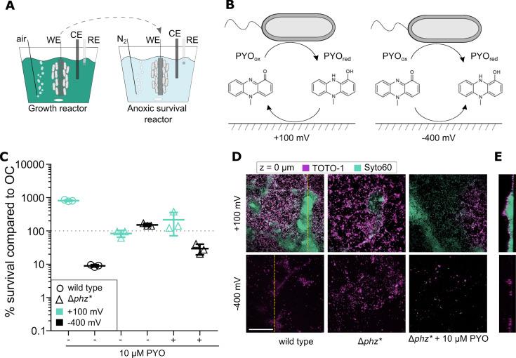 https://cdn.ncbi.nlm.nih.gov/pmc/blobs/6262/10470778/e22f5a3e7849/mbio.00702-23.f001.jpg