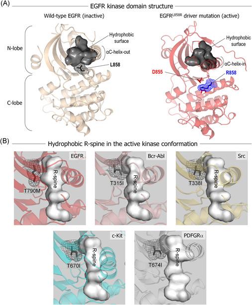 https://cdn.ncbi.nlm.nih.gov/pmc/blobs/6262/9545942/f1206e602c9f/MED-42-770-g002.jpg
