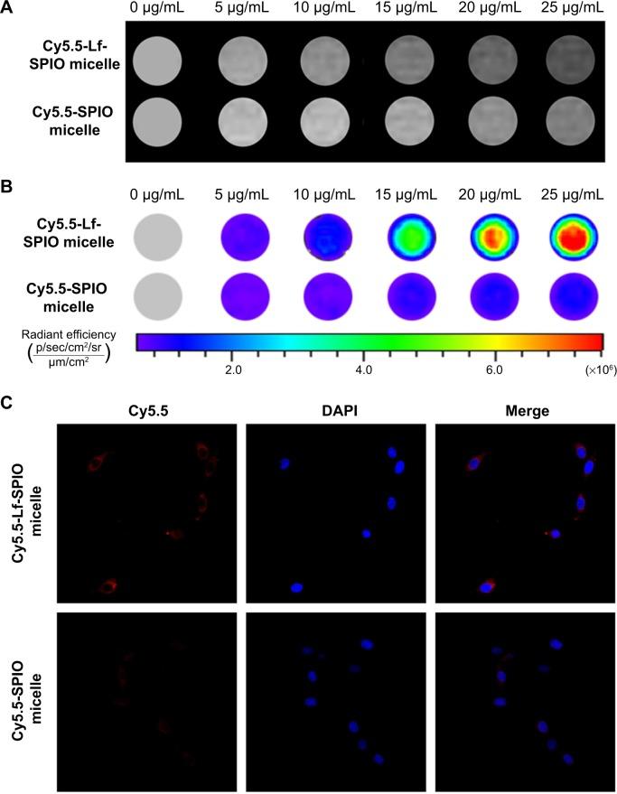 https://cdn.ncbi.nlm.nih.gov/pmc/blobs/6263/4356700/426abbaeeb4c/ijn-10-1805Fig5.jpg