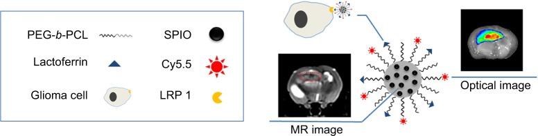 https://cdn.ncbi.nlm.nih.gov/pmc/blobs/6263/4356700/91e1e36196ff/ijn-10-1805Fig10.jpg