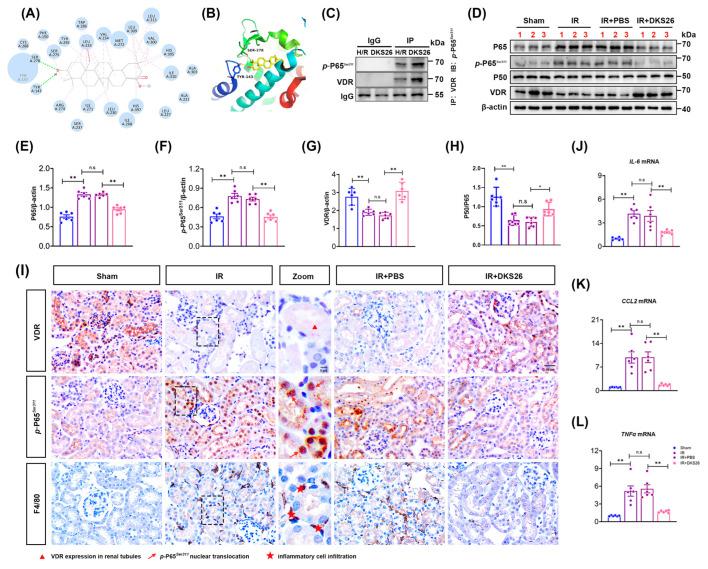 https://cdn.ncbi.nlm.nih.gov/pmc/blobs/6265/11988948/2f16b93db790/ijms-26-02985-g004.jpg